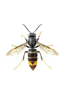 Invader: Asian Hornet - on white - Allariz, Galicia, Spain