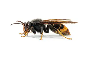 Invader: Asian Hornet - on white - Allariz, Galicia, Spain