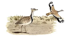 Bustard: Asian Houbara