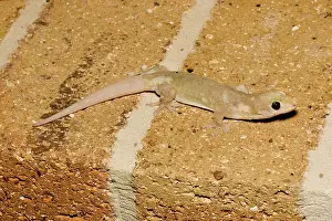 Frenatus: Asian house gecko
