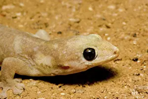 Frenatus: Asian house gecko