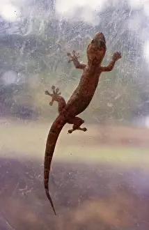 Zoological: Asian House Gecko