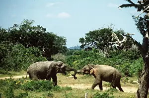 Joanna Van Gruisen: ASIAN / INDIAN ELEPHANT - 2 Bulls sparring