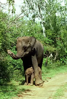 Calfs: Asian / Indian Elephant - with 3 day old baby