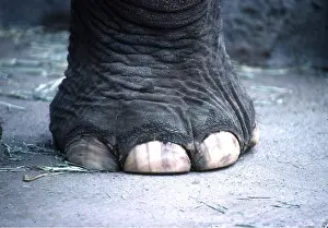 Kenneth Hoyle: ASIAN / INDIAN ELEPHANT