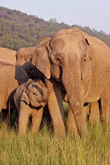 Asian / Indian Elephant - adult and young. Corbett