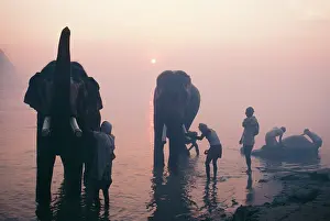 Ganges: Asian / Indian Elephant - bathing in Ganges Sonepur
