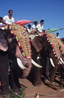 Celebrations: ASIAN / INDIAN ELEPHANT - in ceremony