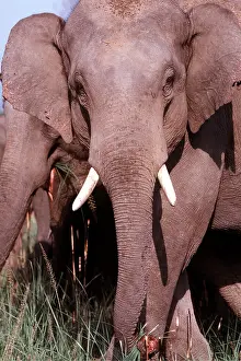 Tusk: Asian / Indian Elephant - close-up of face
