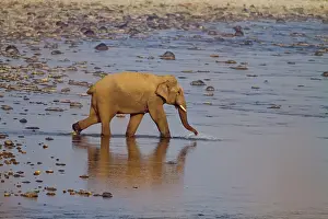 Ramganga: Asian / Indian Elephant - crossing the Ramganga
