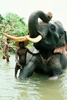 Tusker: Asian / Indian Elephant - domestic tusker being scrubbed