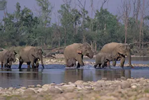 Ramganga: Asian / Indian Elephant family crossing the river Ramganga