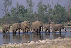 Ramganga: Asian / Indian Elephant family crossing the river Ramganga