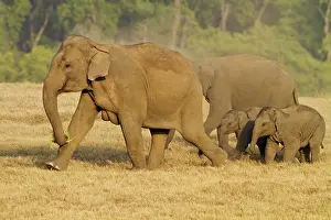 Grou: Asian / Indian Elephant - family group. Corbett