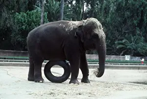 Zoos: ASIAN / INDIAN ELEPHANT - Female playing in Zoo