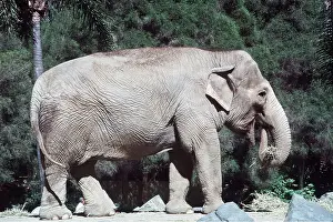 Bonnie Weisser: ASIAN / INDIAN ELEPHANT - female in zoo