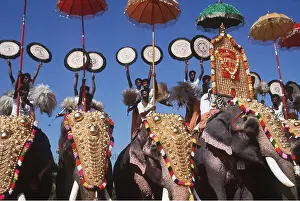 Celebrations: ASIAN / INDIAN ELEPHANT - AT FESTIVAL