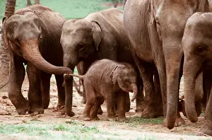 Lanka: ASIAN / INDIAN ELEPHANT - Group of aunties and baby