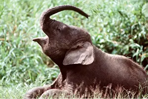 Vocalising: ASIAN / INDIAN ELEPHANT - juvenile
