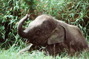 Vocalising: ASIAN / INDIAN ELEPHANT - JUVENILE