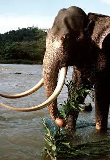 Tusk: ASIAN / INDIAN ELEPHANT - Male
