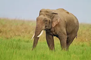 Musth: Asian / Indian Elephant - male in musth / must
