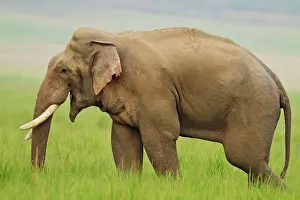 Musth: Asian / Indian Elephant - male in musth / must