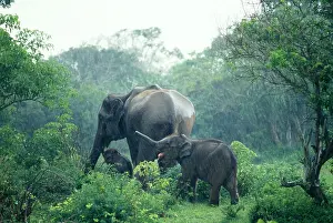 Monsoon: Asian / Indian Elephant in monsoon rain