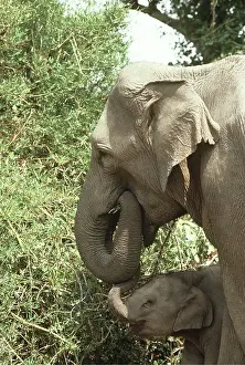 Masahiro Iijima: ASIAN / INDIAN ELEPHANT - mother and baby feeding
