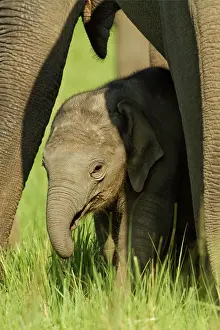 Asian / Indian Elephant - mother and calf. Corbett