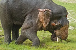 Musth: Asian / Indian Elephant - in musth / must. Corbett