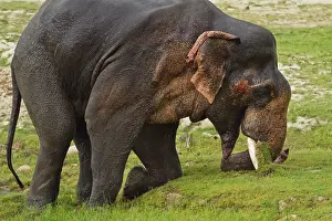 Musth: Asian / Indian Elephant - in musth / must. Corbett