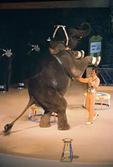 Handler: Asian / Indian Elephant - perfoming in Circus