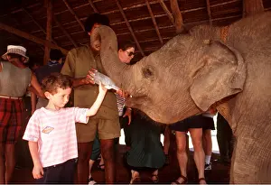 Learning: ASIAN / INDIAN ELEPHANT - at Pinnawela orphanage