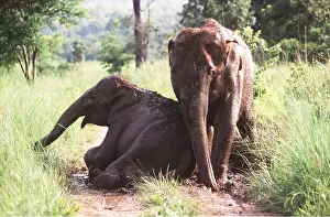 Tracks: ASIAN / INDIAN ELEPHANT - resting after mud bathing
