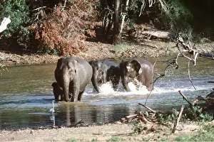 Joanna Van Gruisen: ASIAN / INDIAN ELEPHANT - in river