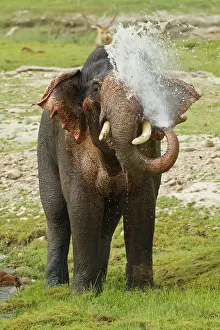 Spraying: Asian / Indian Elephant spraying water, . Corbett