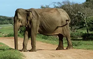 Tracks: Asian / Indian ELEPHANT - standing on path