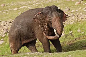 Baths: Asian / Indian Elephant - taking mud bath. Corbett