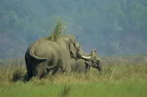 Throwing: Asian / Indian Elephant throwing-off grass on its back