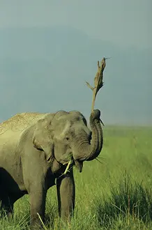 Swinging: Asian / Indian Elephant tossing Monitor Lizard