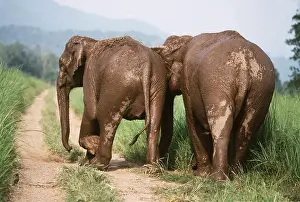 Dirty: Asian / Indian Elephant - two on track