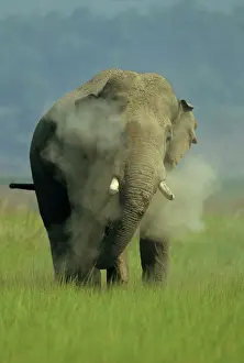 Tusker: Asian / Indian Elephant (Tusker) dust-bathing