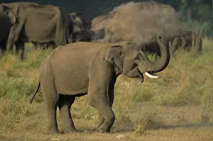 Tusker: Asian / Indian Elephant (tusker) dust-bathing