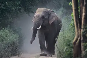 Tusker: Asian / Indian Elephant (Tusker) on the jungle track