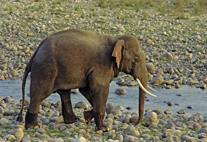 Tusker: Asian / Indian Elephant (Tusker) - on the riverbed