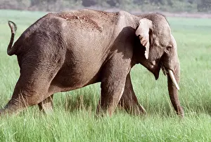Jagdeep Rajput: ASIAN / INDIAN ELEPHANT - side view walking