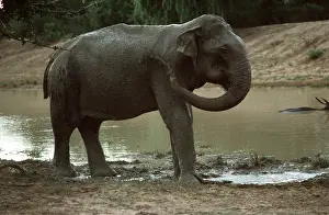 Temperature: ASIAN / INDIAN ELEPHANT - by waterhole, mud bathing