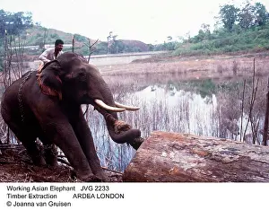 Handler: Asian / Indian ELEPHANT - working