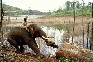 Obedience: ASIAN / INDIAN ELEPHANT - Working / Logging